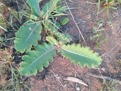 Berkheya radula