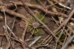 Lacinius horridus
