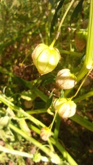 Physalis acutifolia