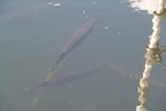 Lepisosteus platyrhincus
