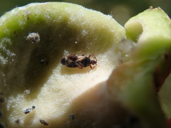 Anthocoris nemoralis