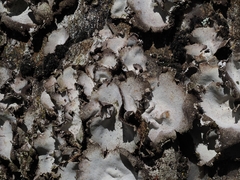 Umbilicaria hirsuta