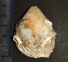 Laevicardium oblongum