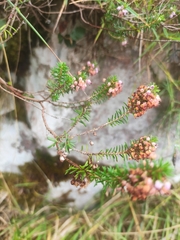 Erica vagans