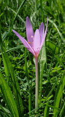 Colchicum autumnale