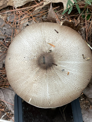 Agaricus placomyces