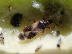 Anthocoris nemoralis