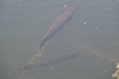 Lepisosteus platyrhincus