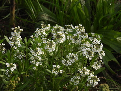 Lobularia maritima