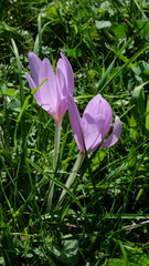 Colchicum autumnale