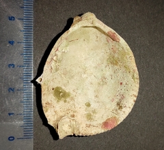 Laevicardium oblongum