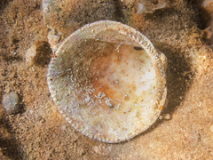 Glycymeris glycymeris