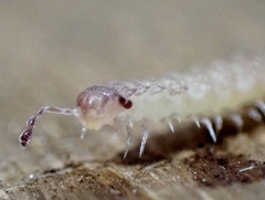 Polydesmidae