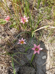 Romulea hirsuta