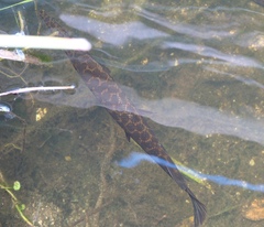 Lepisosteus platyrhincus