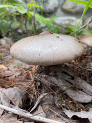 Agaricus placomyces