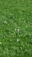 Colchicum autumnale