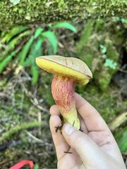 Boletus smithii