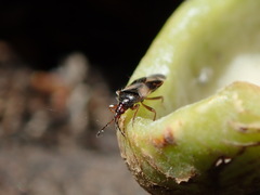 Anthocoris nemoralis