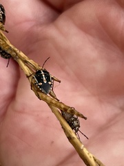 Bagrada hilaris