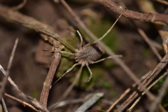 Lacinius horridus