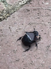 Phanaeus triangularis