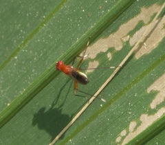 Micropezidae