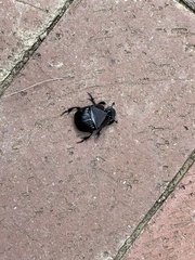 Phanaeus triangularis