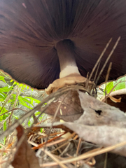 Agaricus placomyces