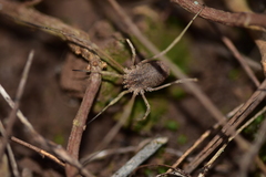 Lacinius horridus