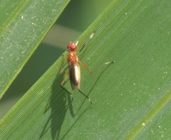Micropezidae
