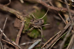 Lacinius horridus