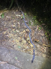 Bungarus multicinctus