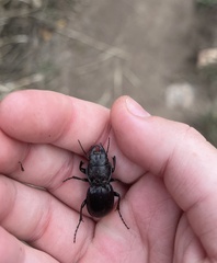 Pasimachus elongatus