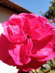 Rosa