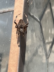 Neoscona domiciliorum