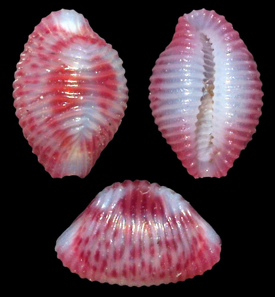 Purpurcapsula exigua