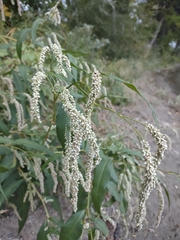 Persicaria