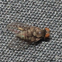Platypezidae
