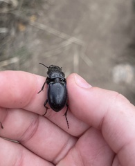 Pasimachus elongatus