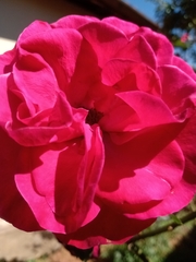 Rosa