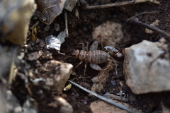 Gryllomorpha dalmatina