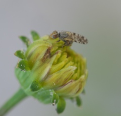 Dioxyna picciola