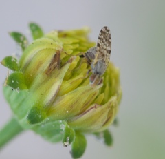 Dioxyna picciola