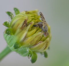 Dioxyna picciola