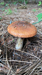 Suillus luteus