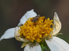 Dioxyna picciola