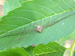 Dicranopalpus