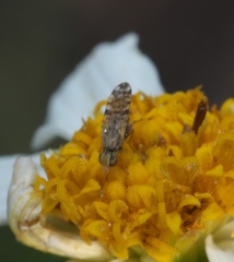 Dioxyna picciola