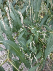Persicaria